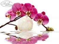 Орхидея на белом камне